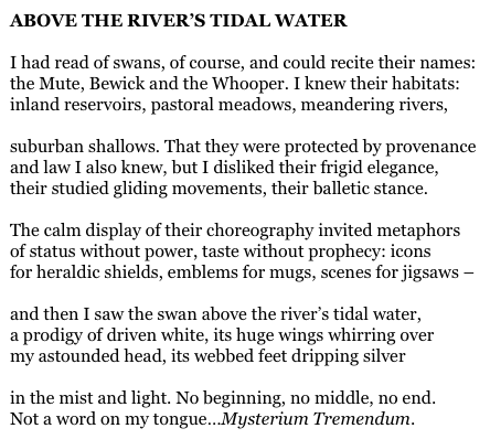 ABOVE THE RIVER’S TIDAL WATER

I had read of swans, of course, and could recite their names:
the Mute, Bewick and the Whooper. I knew their habitats:
inland reservoirs, pastoral meadows, meandering rivers,

suburban shallows. That they were protected by provenance
and law I also knew, but I disliked their frigid elegance,
their studied gliding movements, their balletic stance.

The calm display of their choreography invited metaphors
of status without power, taste without prophecy: icons
for heraldic shields, emblems for mugs, scenes for jigsaws – 

and then I saw the swan above the river’s tidal water,
a prodigy of driven white, its huge wings whirring over
my astounded head, its webbed feet dripping silver

in the mist and light. No beginning, no middle, no end.
Not a word on my tongue…Mysterium Tremendum.